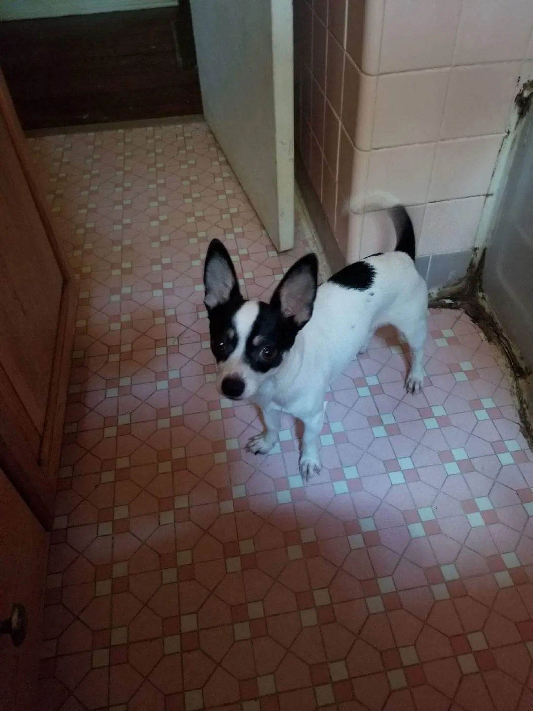 Lost dog in Phenix City, AL, 36869