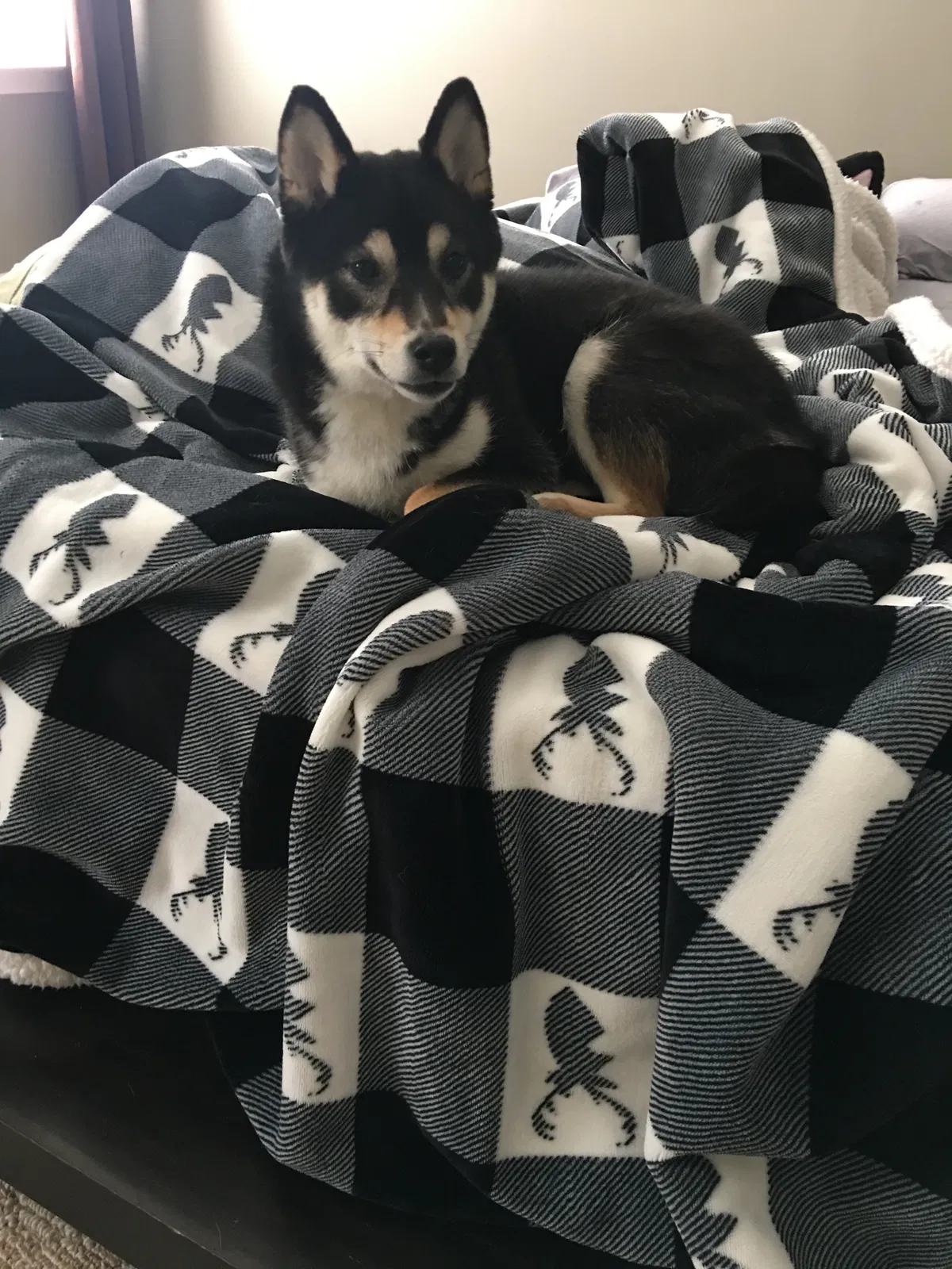Lost dog in Mcdonough, GA, 30253