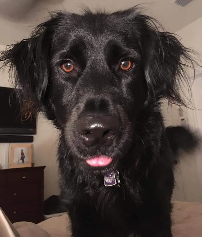Lost dog in Ponte Vedra, FL, 32081