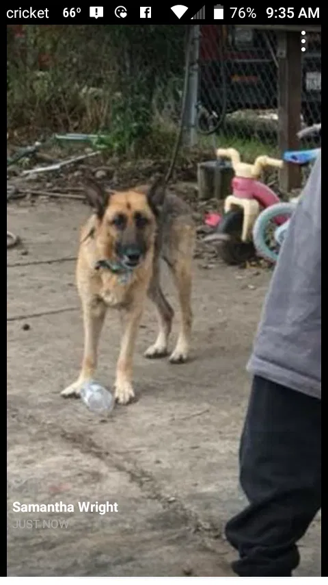 Lost dog in Oroville, CA, 95965