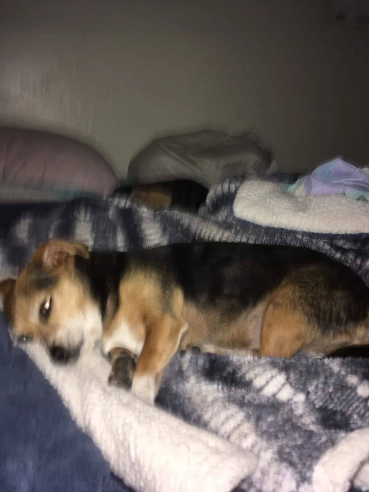 Lost dog in Rohnert Park, CA, 94928