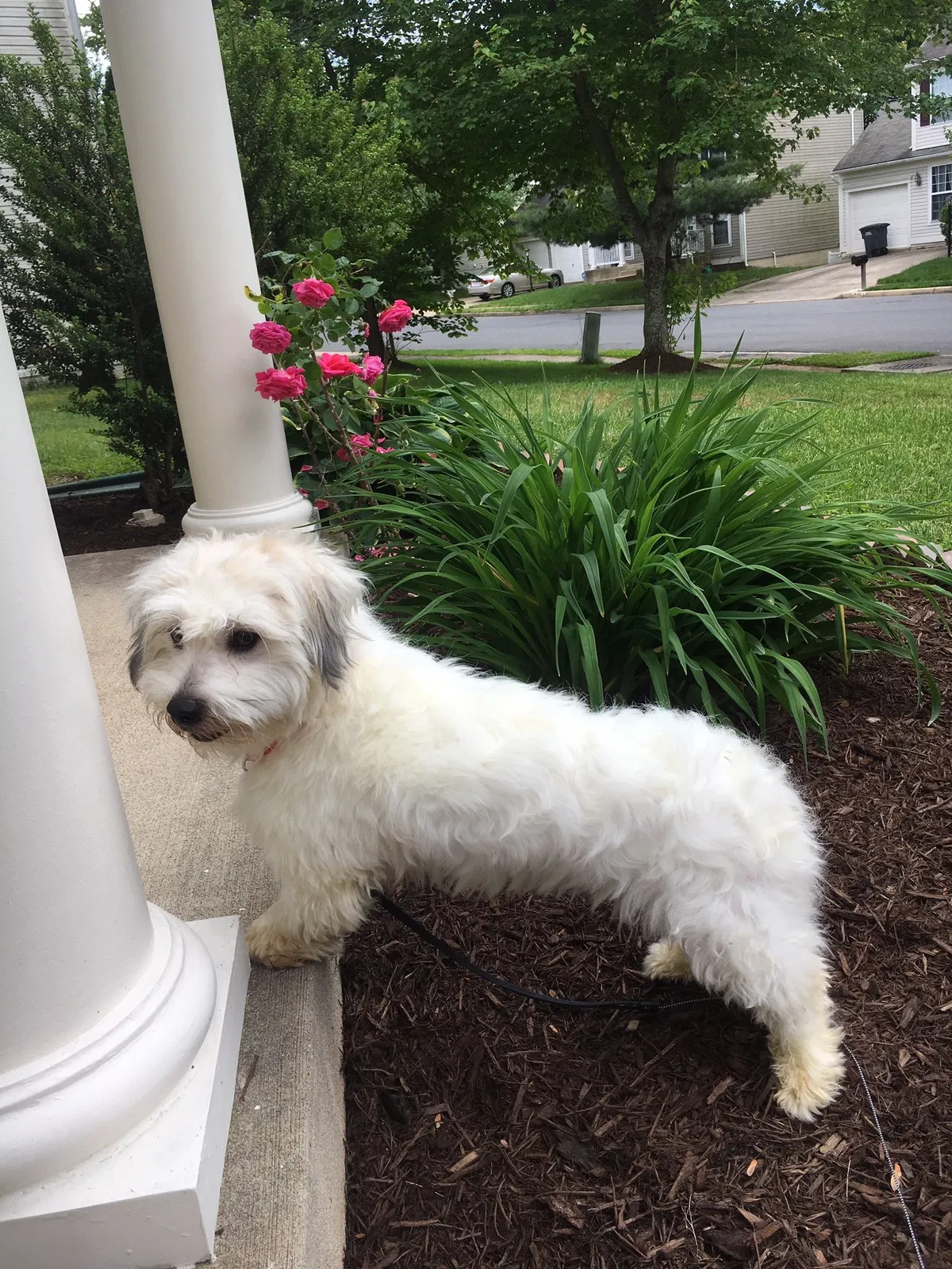 Lost dog in Dumfries, VA, 22026