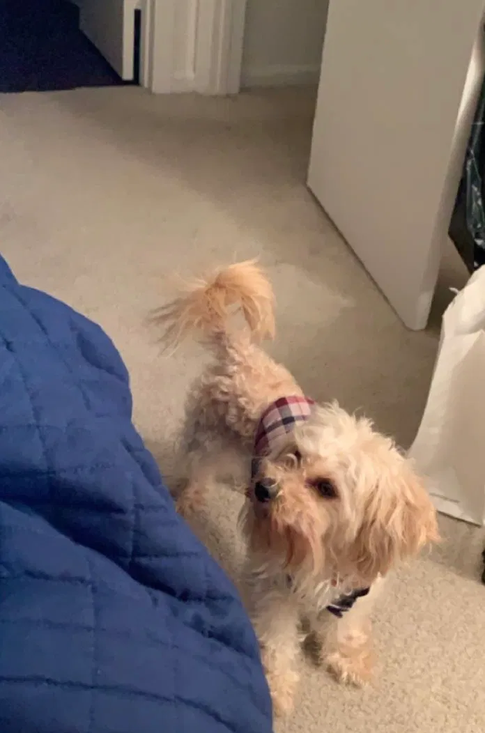 Lost dog in Indianapolis, IN, 46218