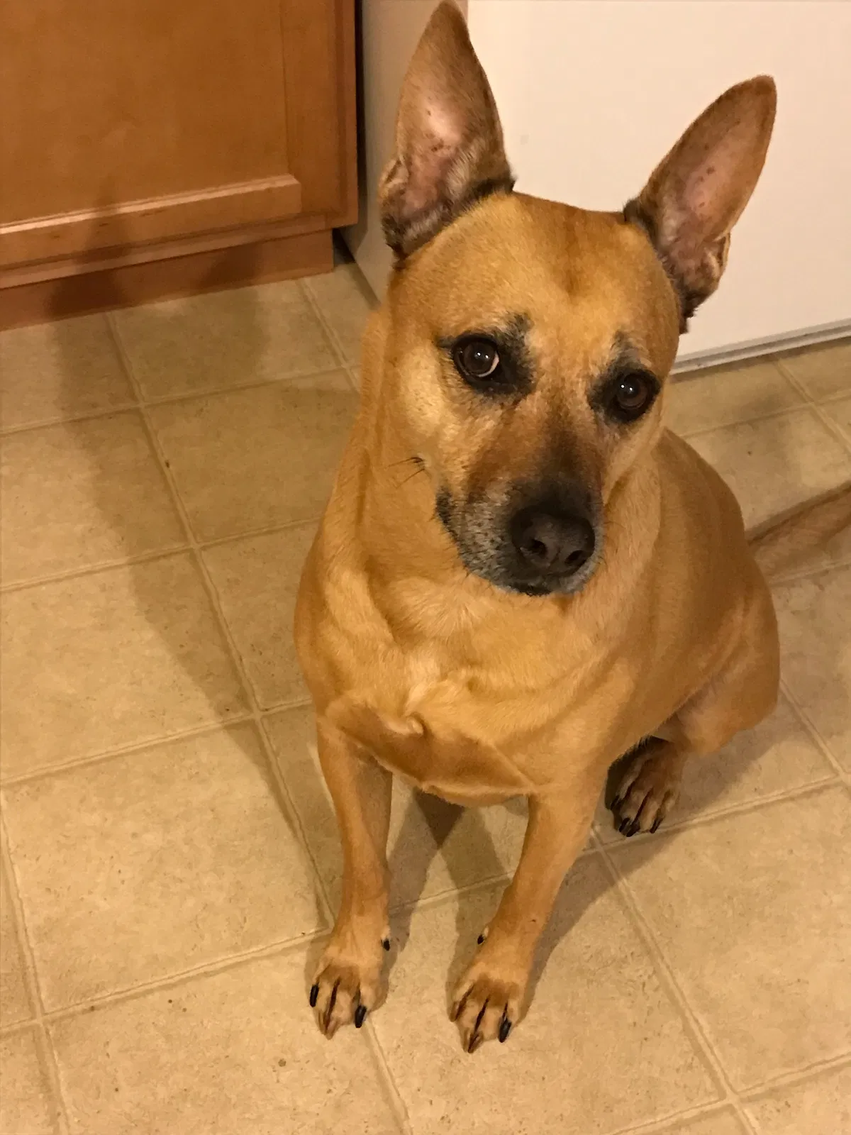 Lost dog in Union City, CA, 94587