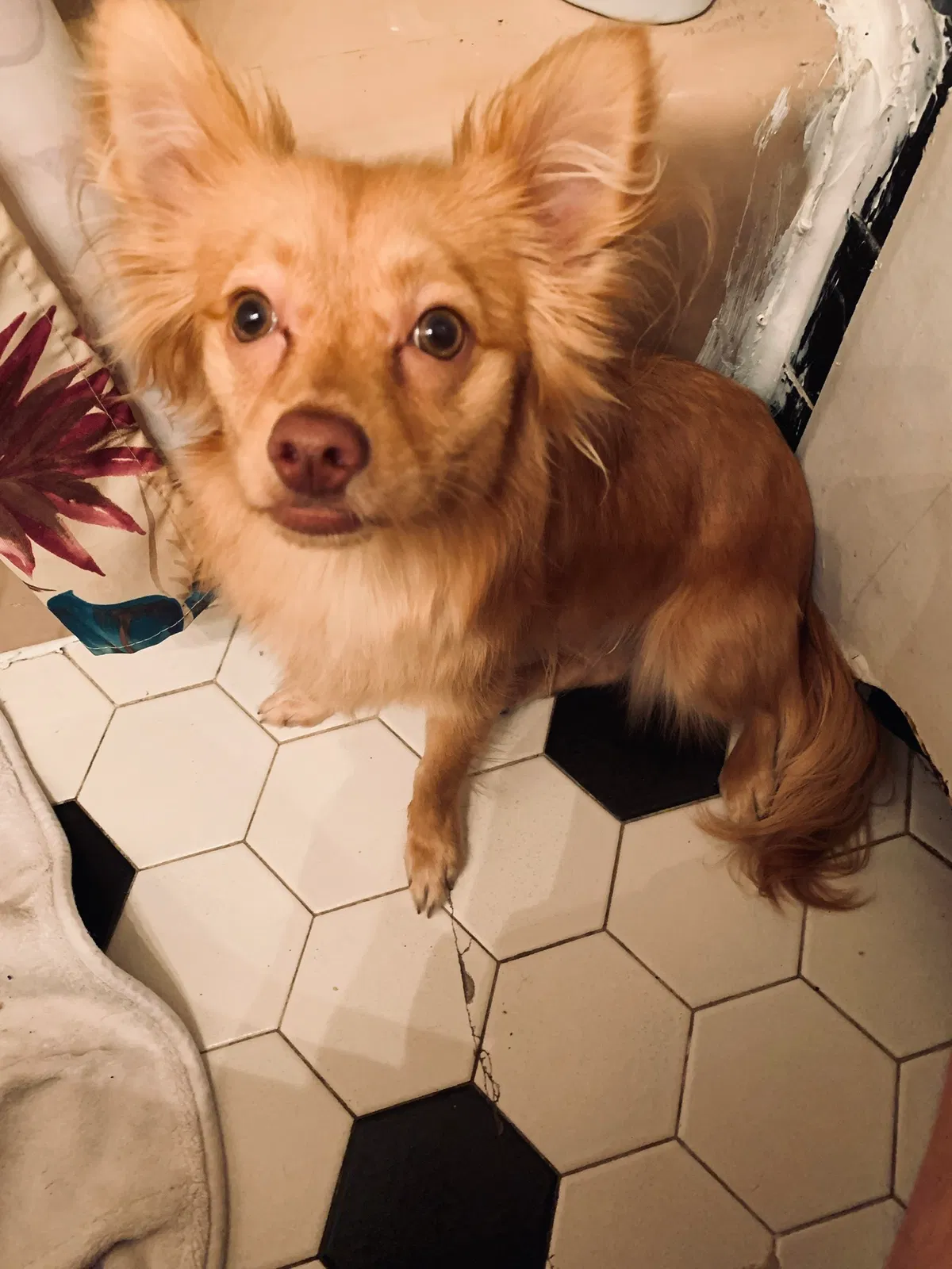 Lost dog in Harleysville, PA, 19438