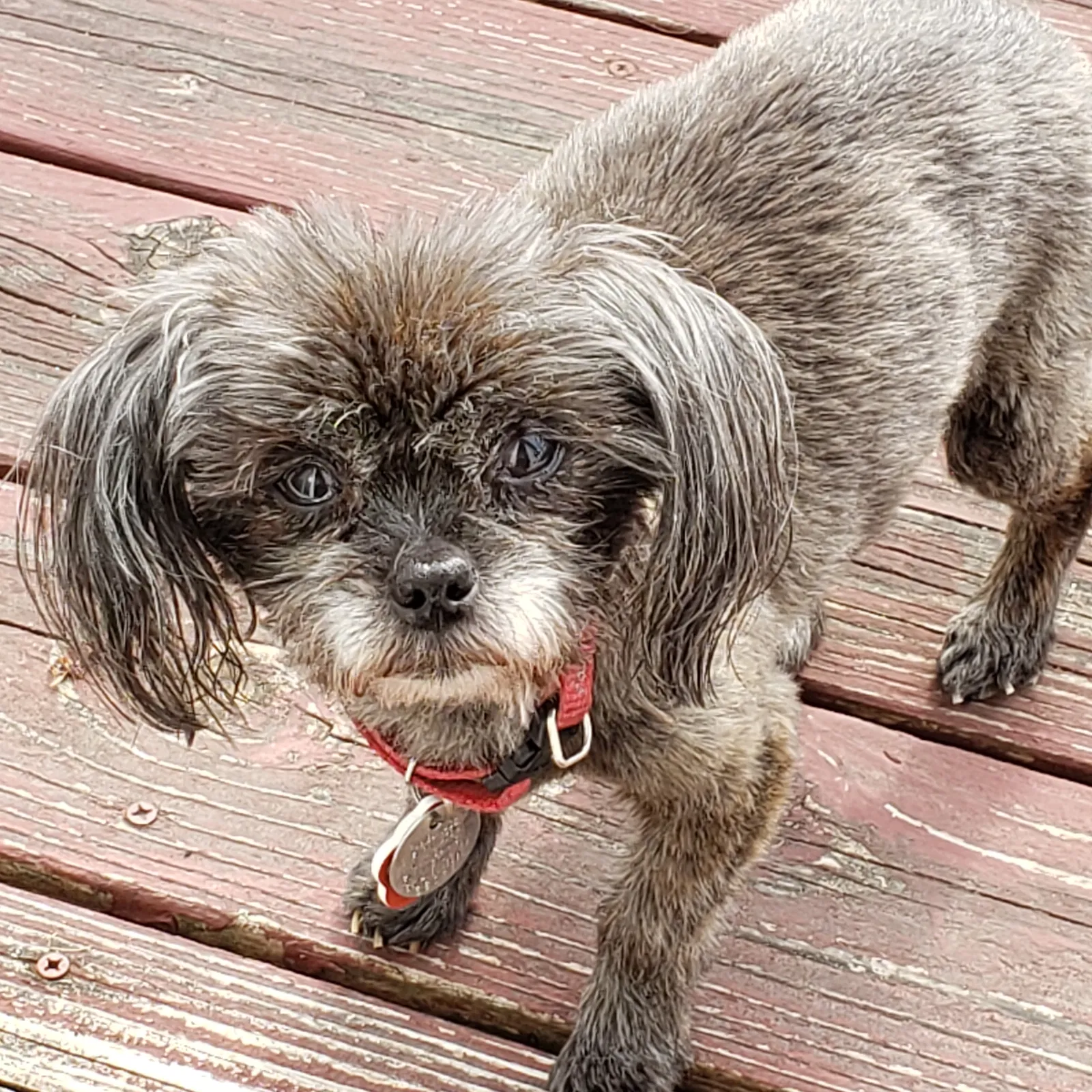 Lost dog in Farmington, MN, 55024
