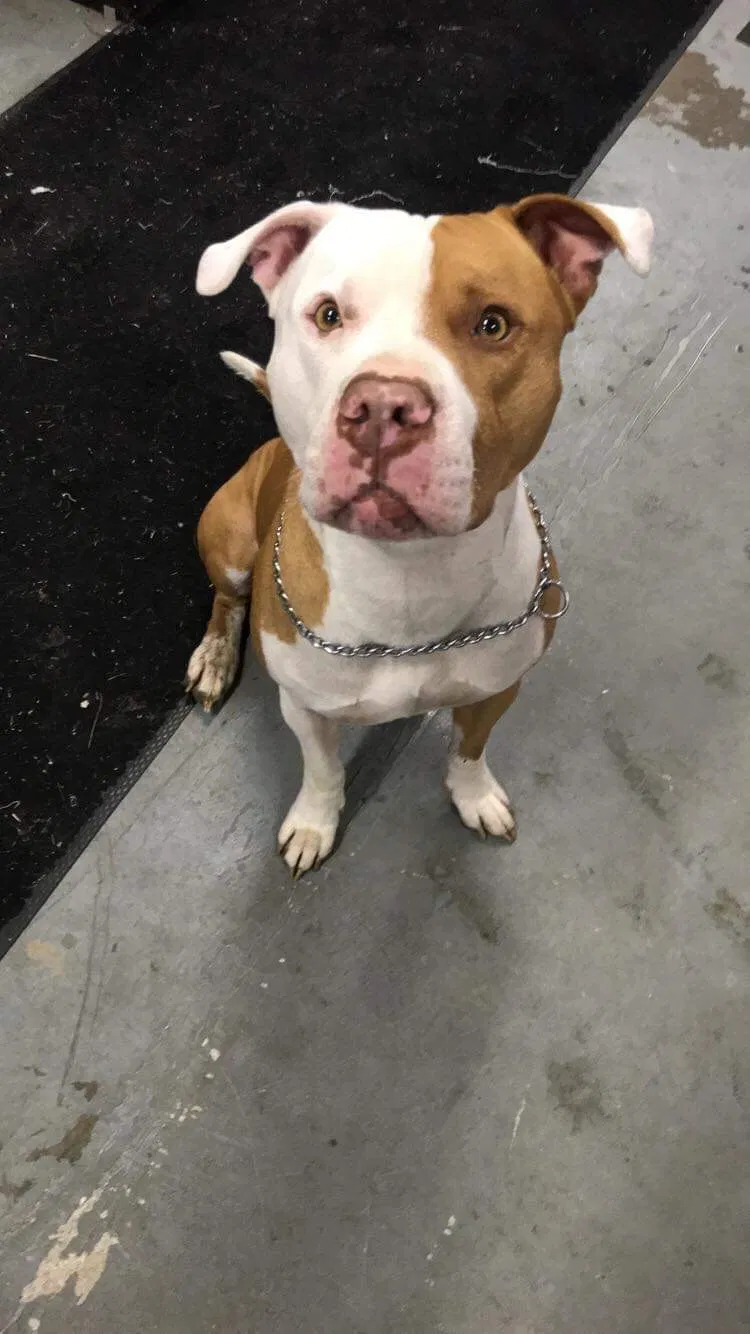 Lost dog in Columbus, OH, 43207
