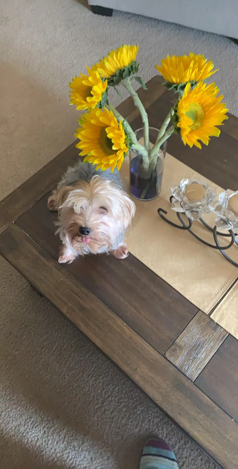 Lost dog in Metairie, LA, 70001
