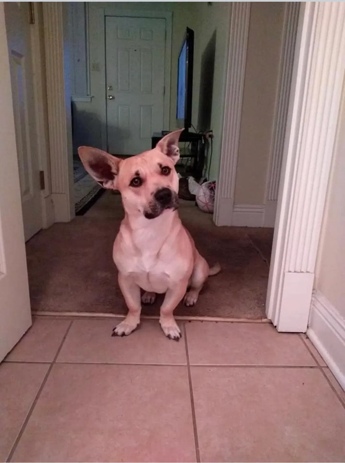 Lost dog in Marrero, LA, 70072