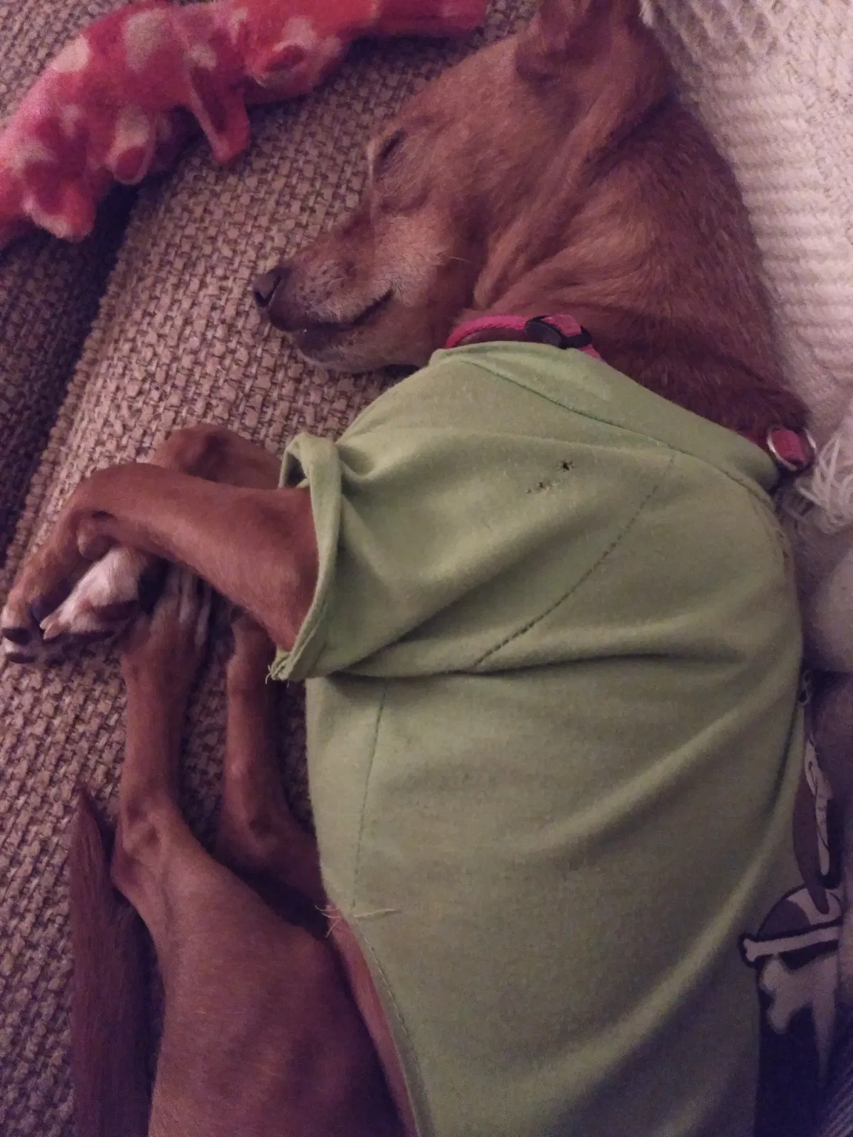 Lost dog in Bertram, TX, 78605