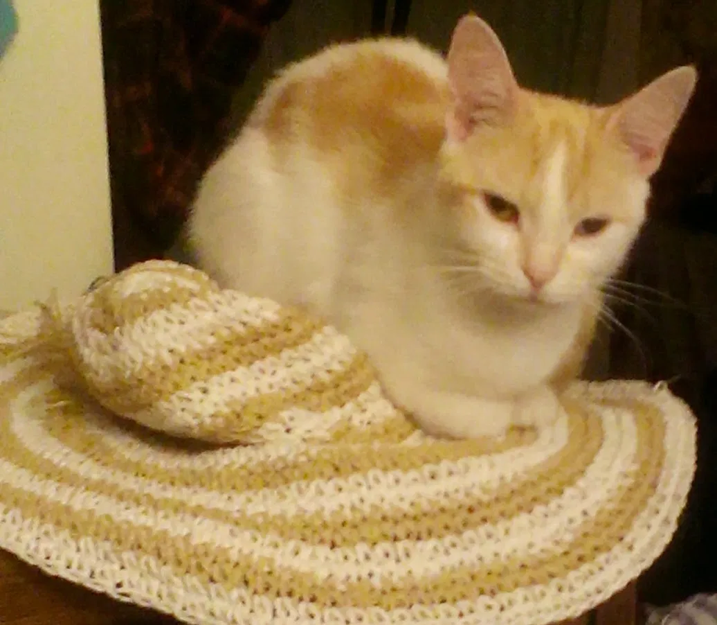 Lost cat in Massillon, OH, 44647