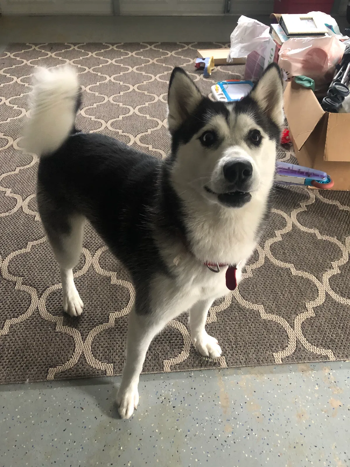 Lost dog in Vacaville, CA, 95688