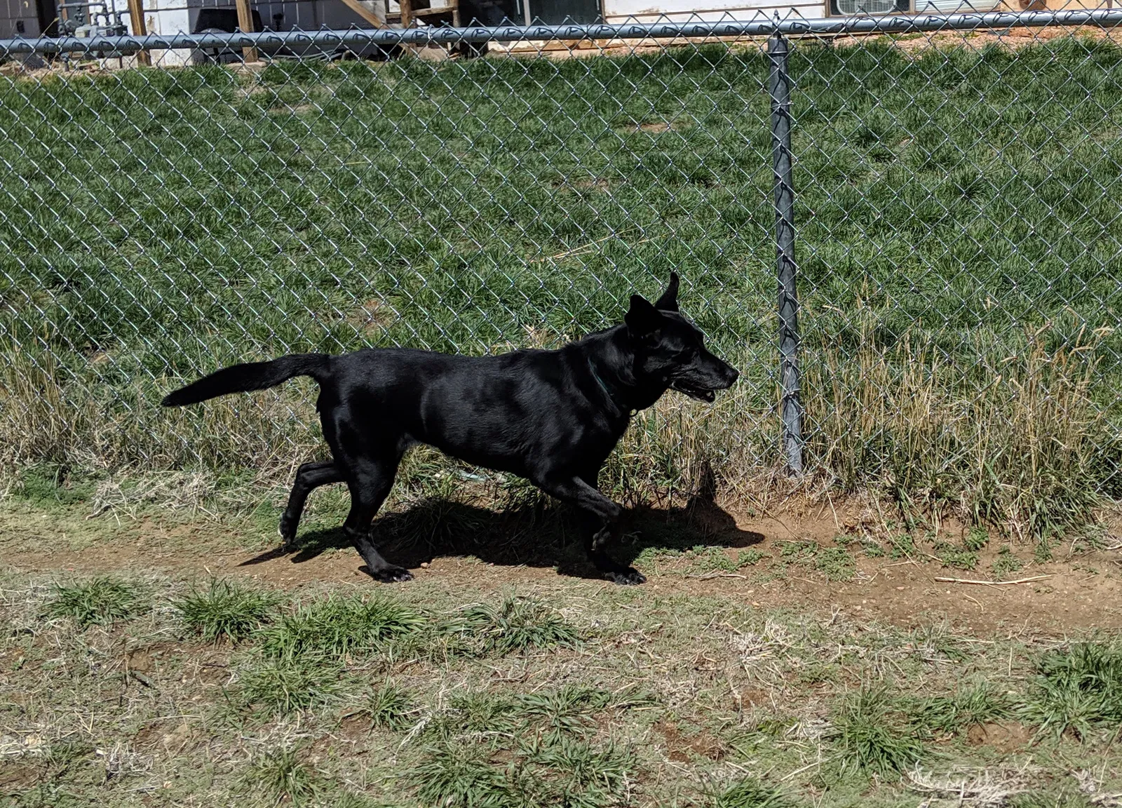 Lost dog in Laramie, WY, 82070