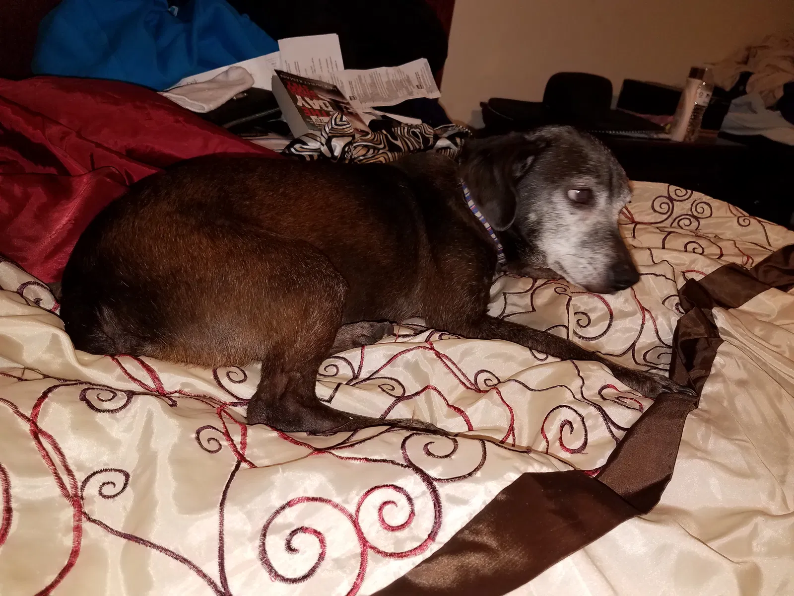 Lost dog in Morrisville, NC, 27560
