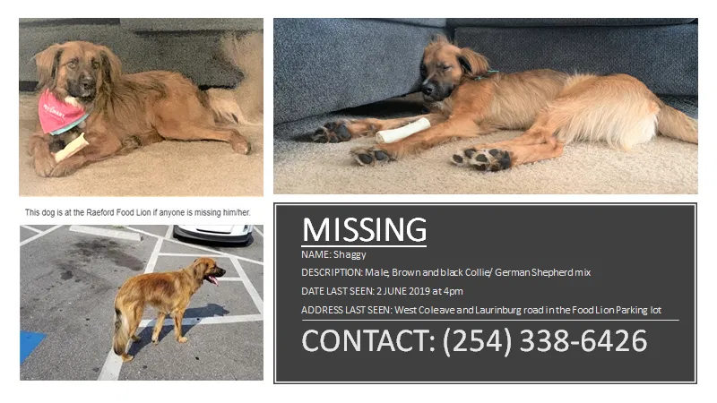 Lost dog in Red Springs, NC, 28377