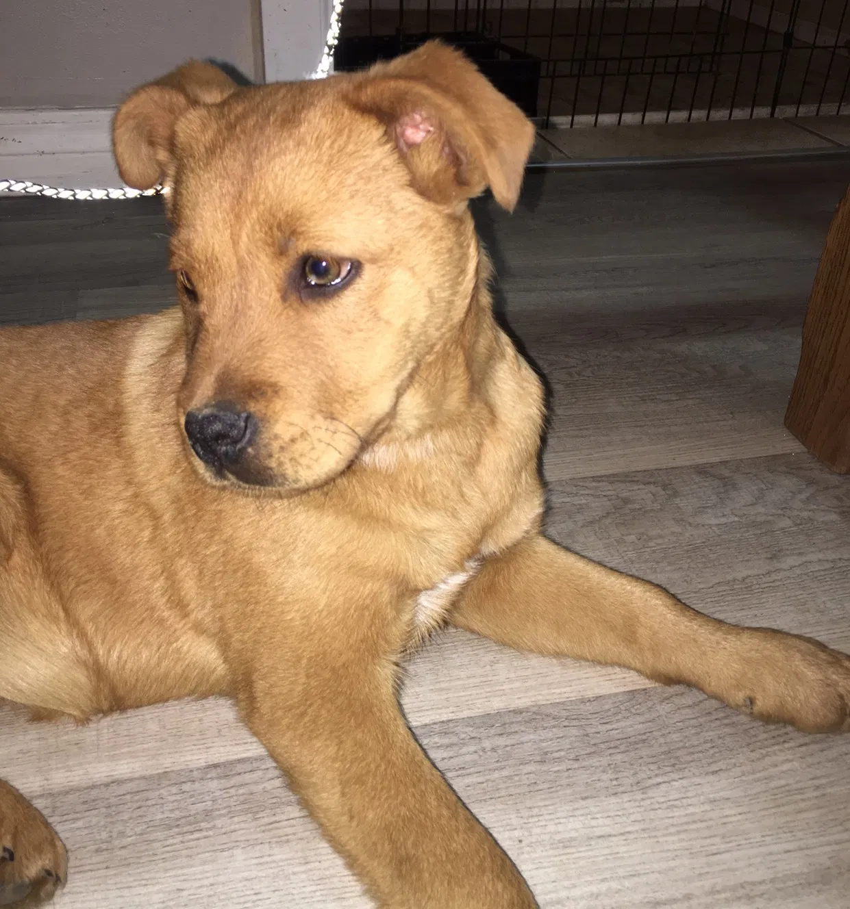 Lost dog in Tulsa, OK, 74115