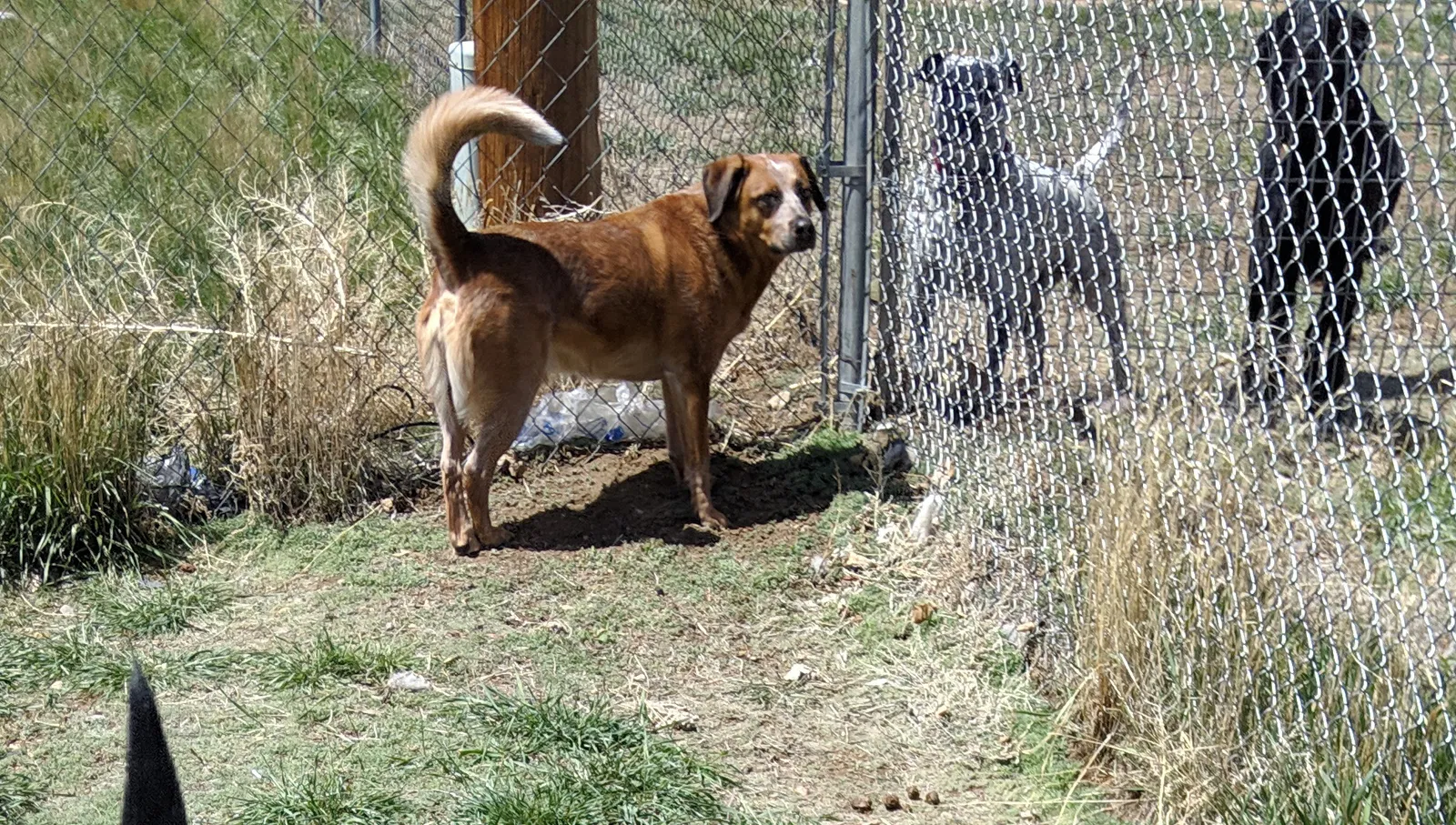 Lost dog in Laramie, WY, 82070