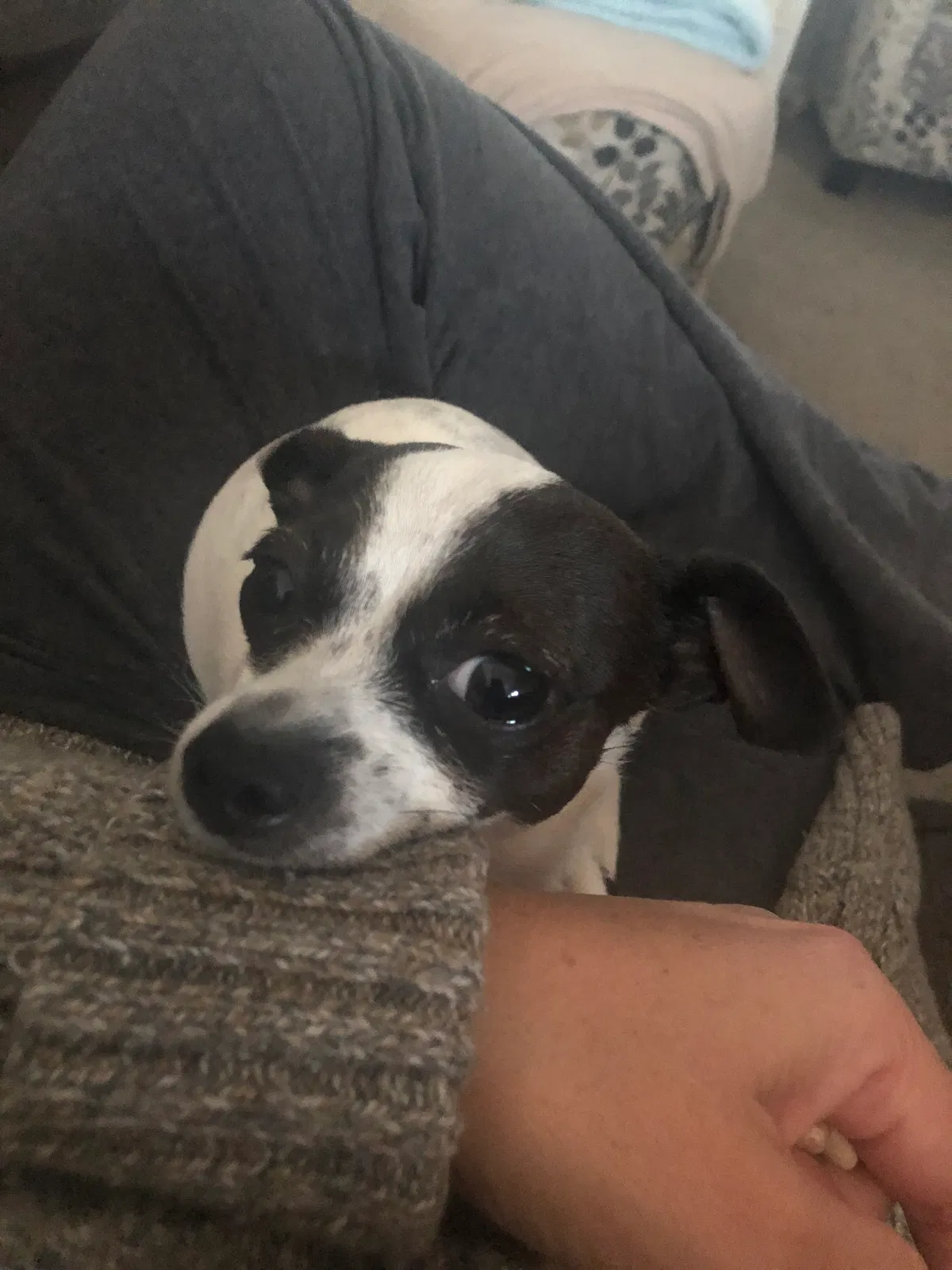 Lost dog in Concord, CA, 94519