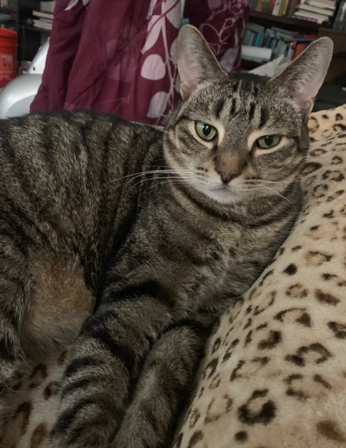 Lost cat in Fredericksburg, VA, 22405