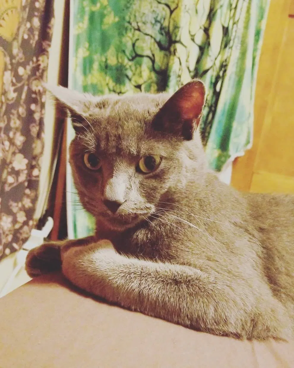Lost cat in Menomonie, WI, 54751