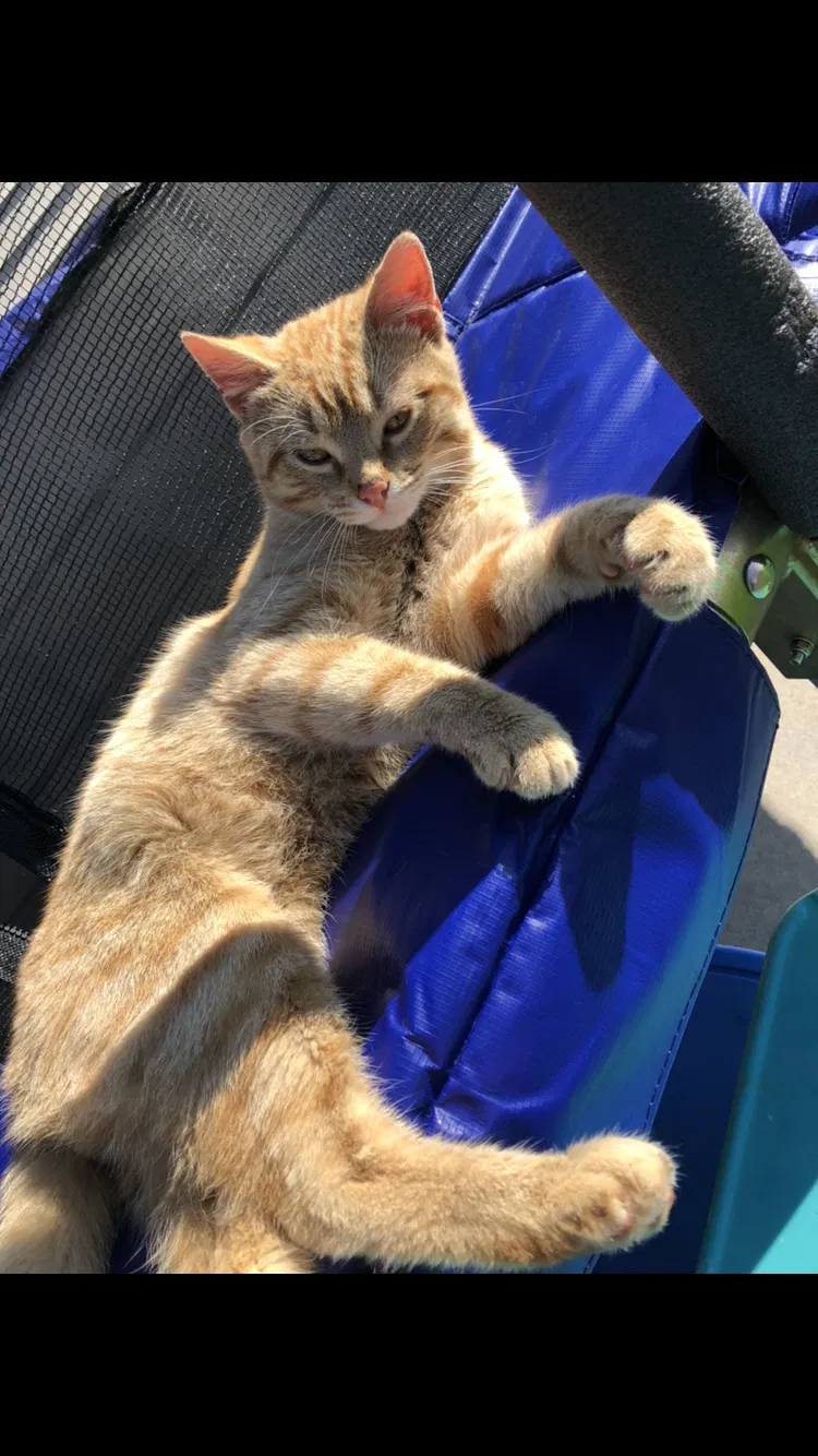 Lost cat in Germantown, WI, 53022