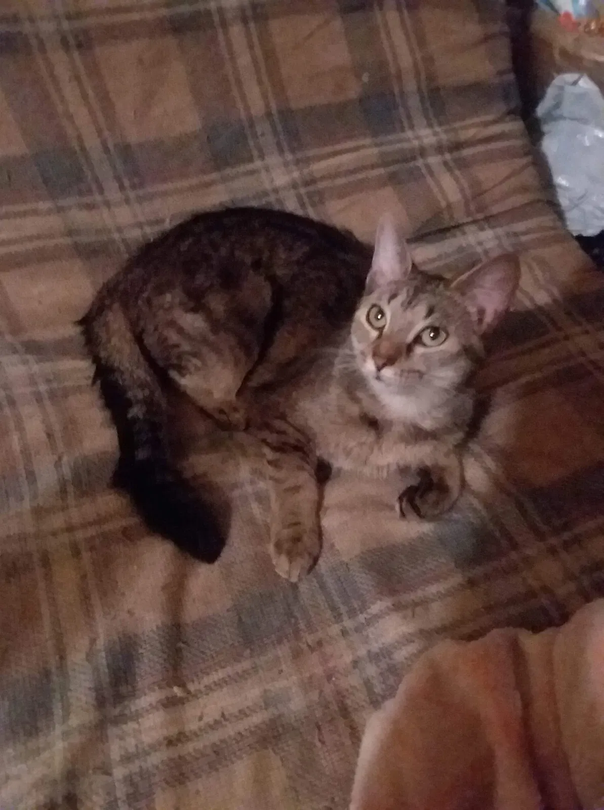 Lost cat in Indianapolis, IN, 46227