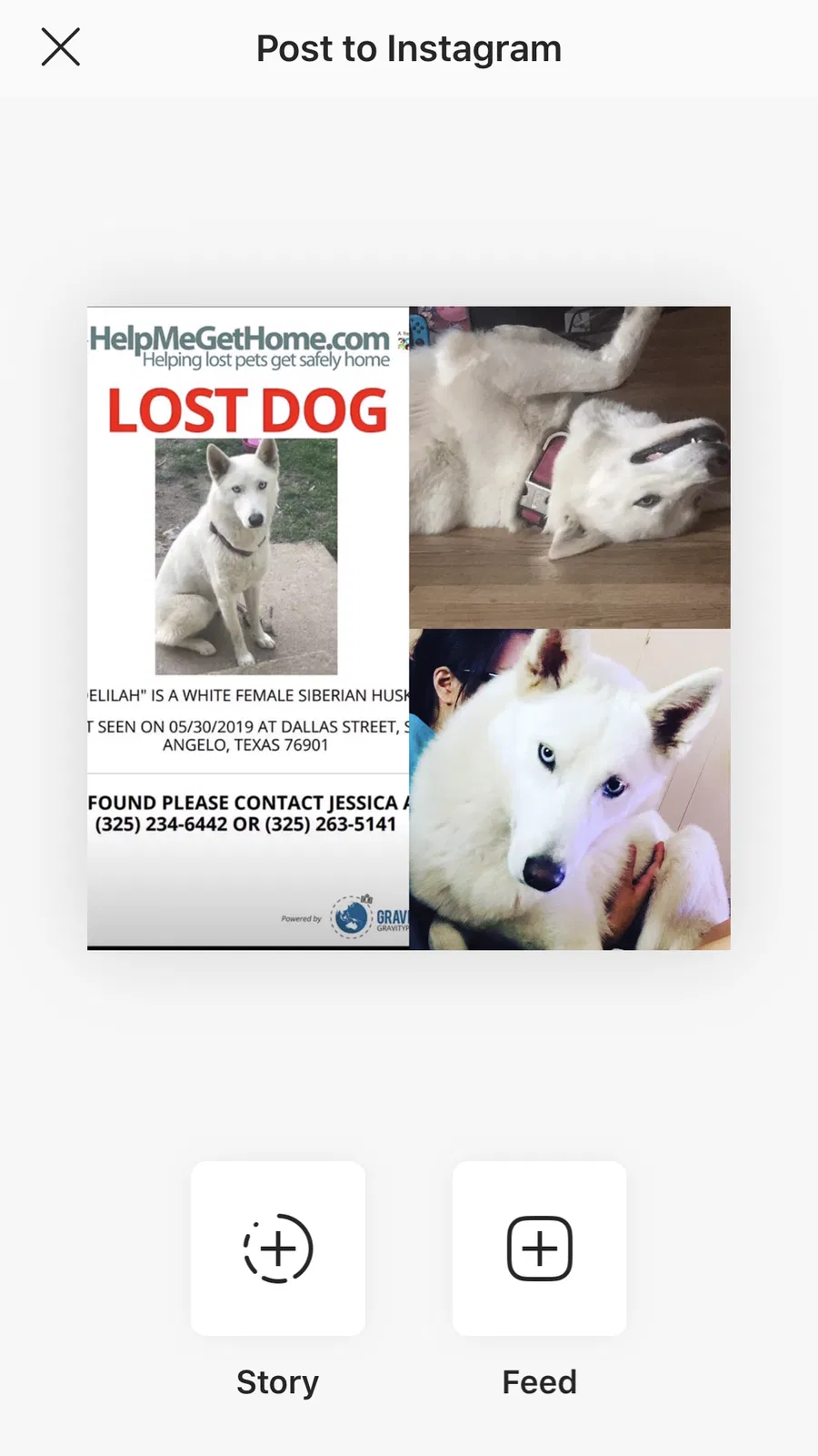 Lost dog in San Angelo, TX, 76901