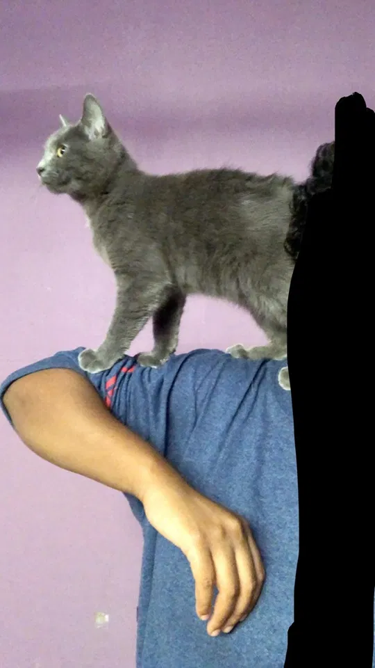 Lost cat in Wichita Falls, TX, 76310