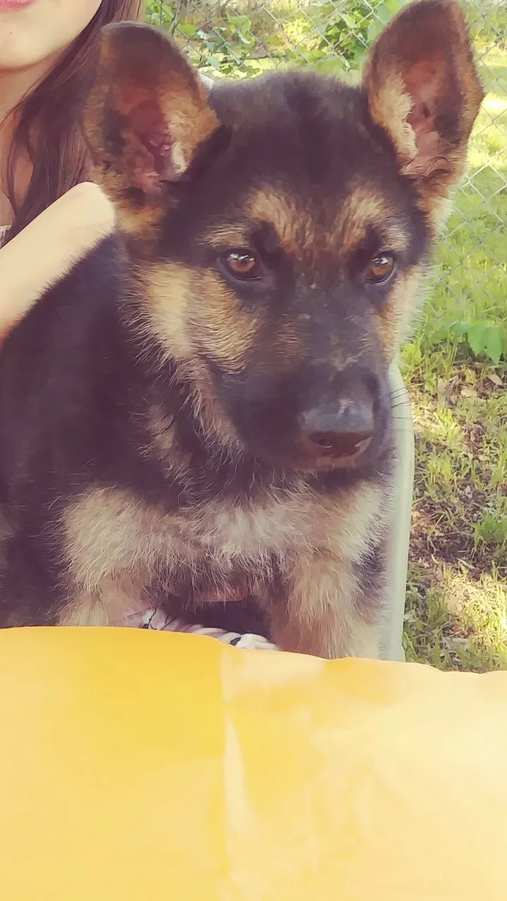 Lost dog in Campbell, TX, 75422