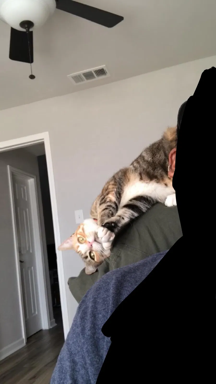 Lost cat in Wichita Falls, TX, 76310