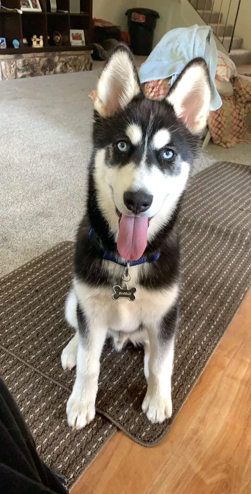Lost dog in Concord, CA, 94518