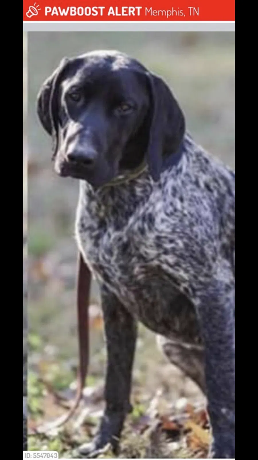 Lost dog in Eads, TN, 38028
