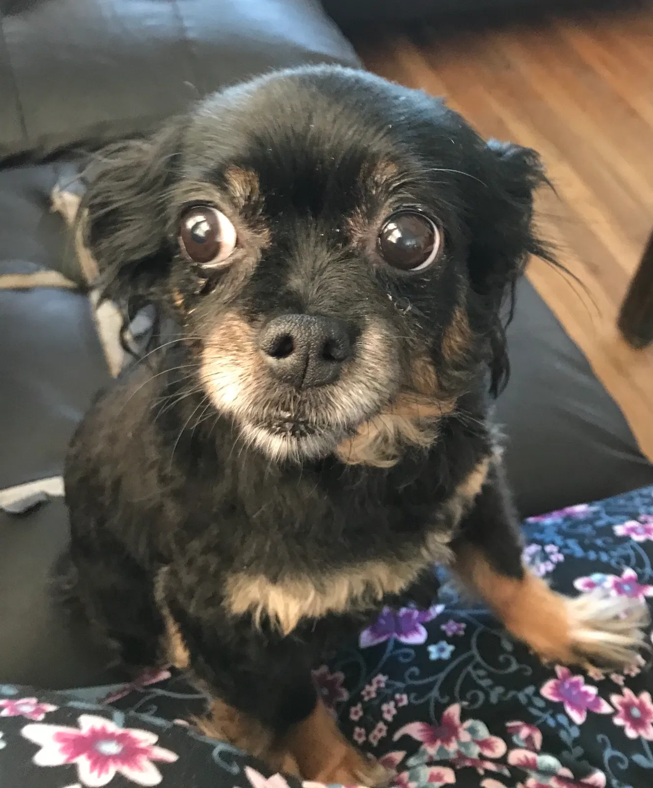 Lost dog in Martinez, CA, 94553