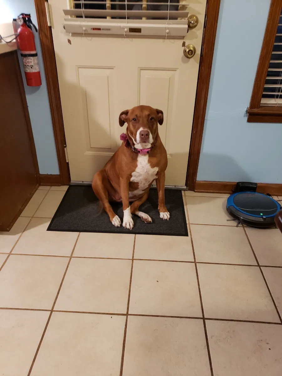 Lost dog in Memphis, TN, 38133