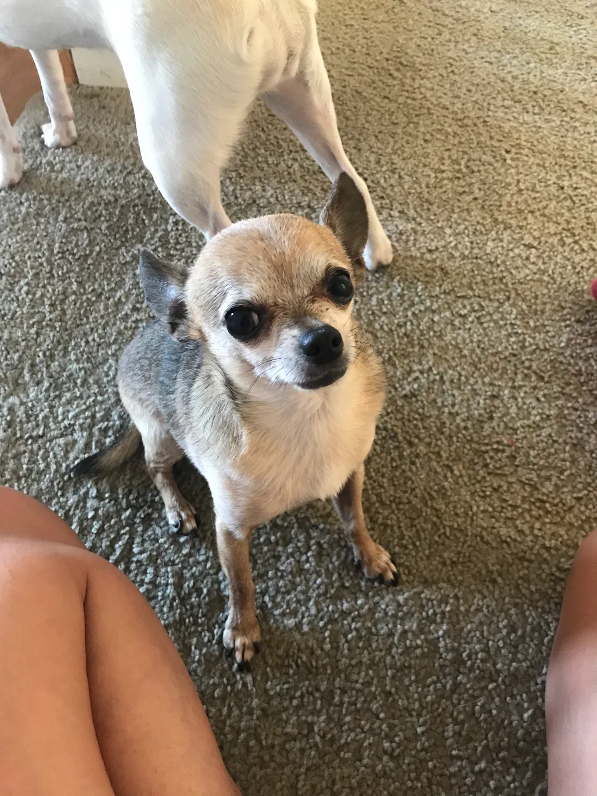 Lost dog in Sacramento, CA, 95835