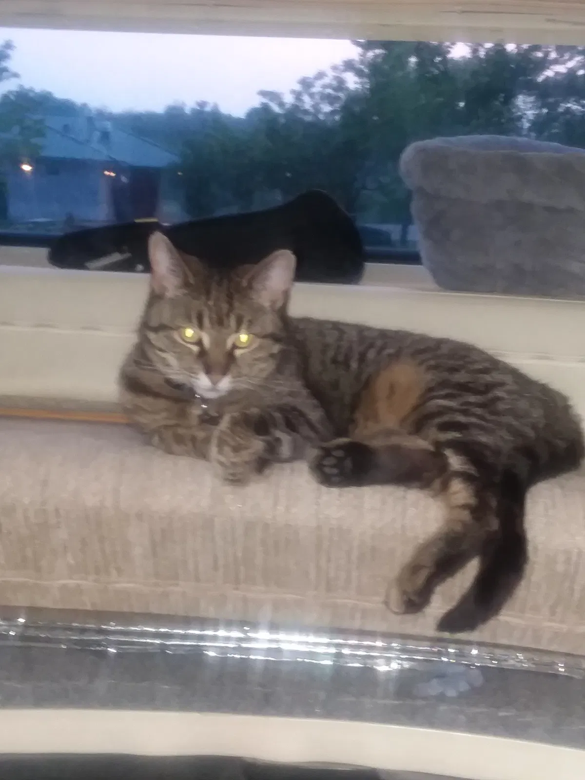 Lost cat in White Lake, MI, 48386