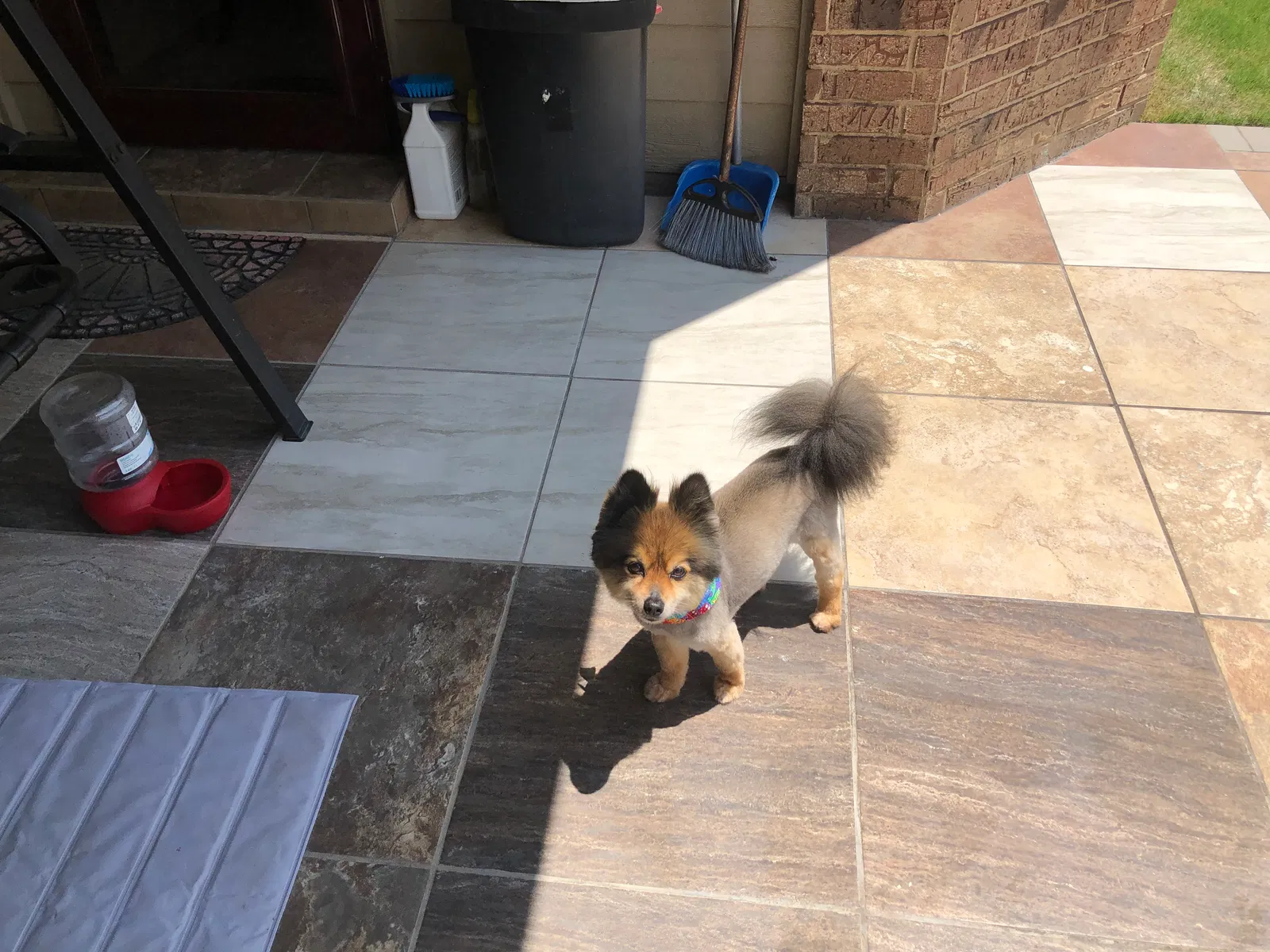 Lost dog in Memphis, TN, 38125