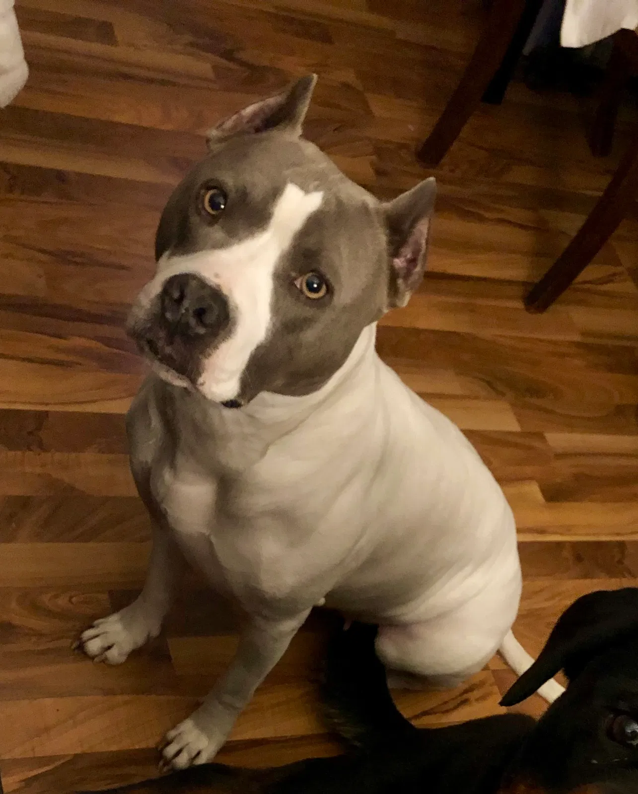 Lost dog in Dayton, OH, 45405