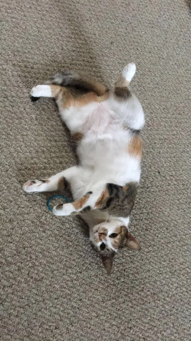 Lost cat in Slinger, WI, 53086