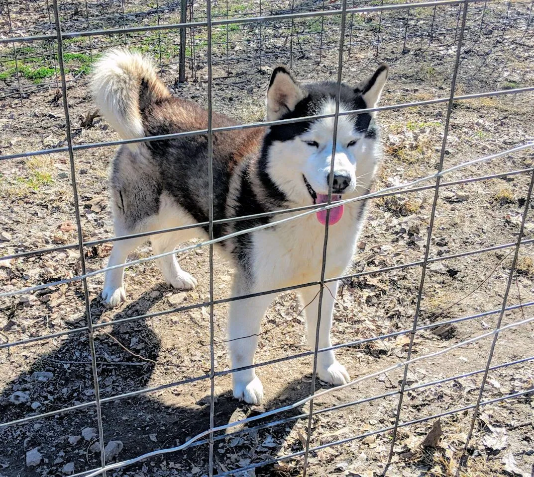 Lost dog in Noel, MO, 64854