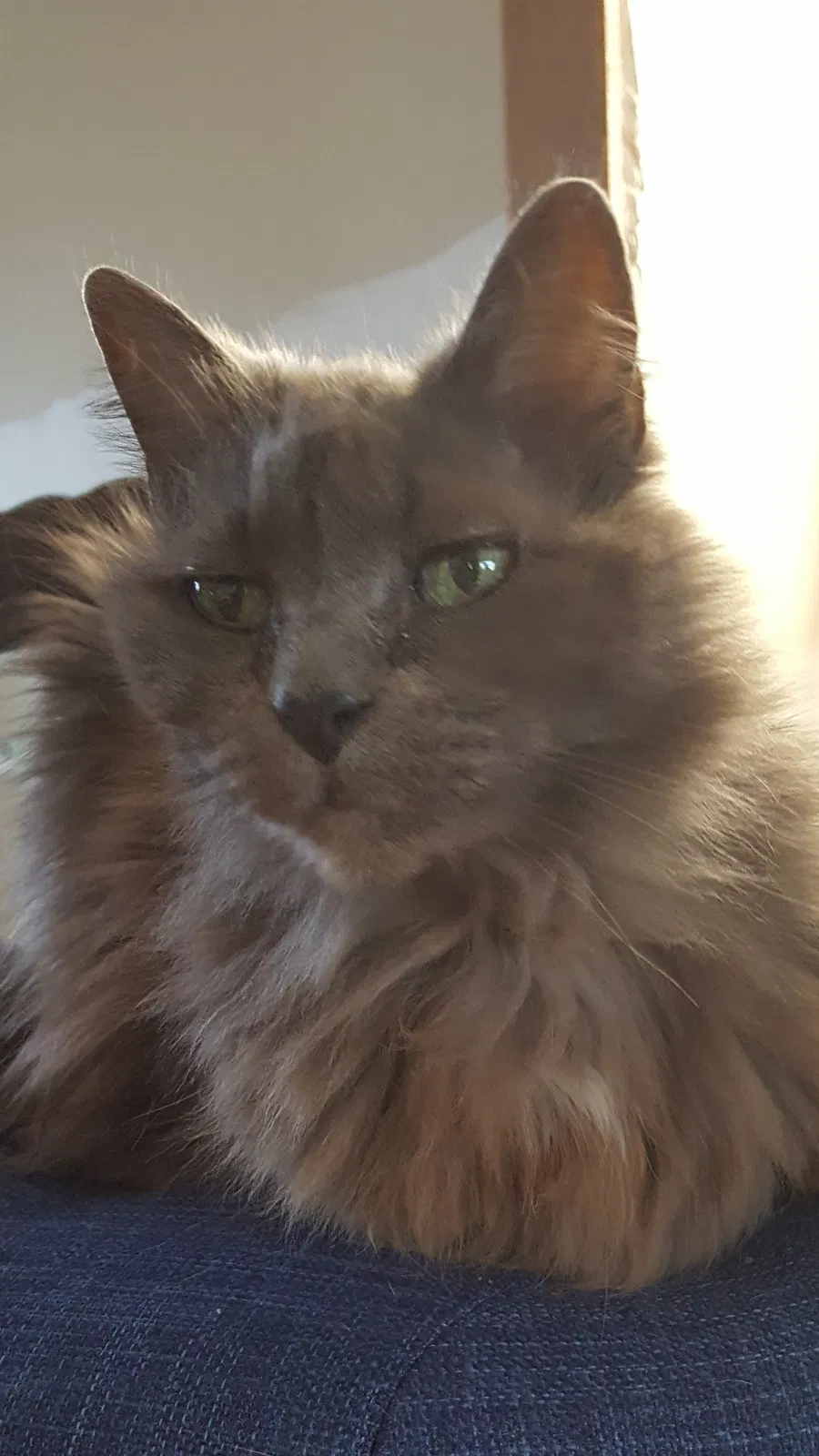 Lost cat in Saint Paul, MN, 55125