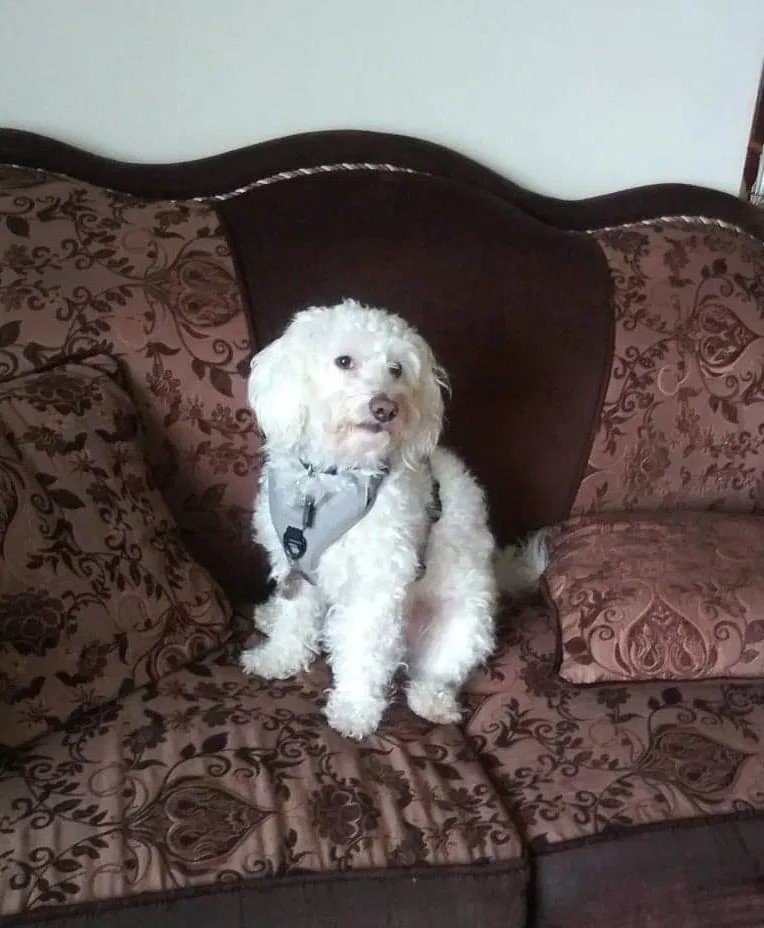 Lost dog in Salinas, CA, 93906