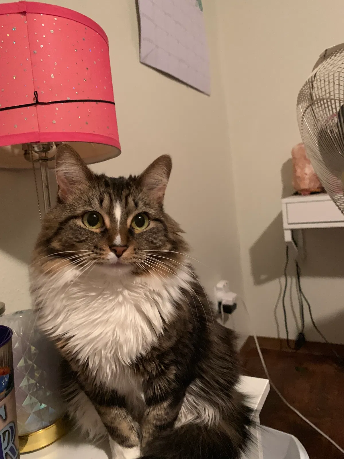 Lost cat in Colorado Springs, CO, 80917
