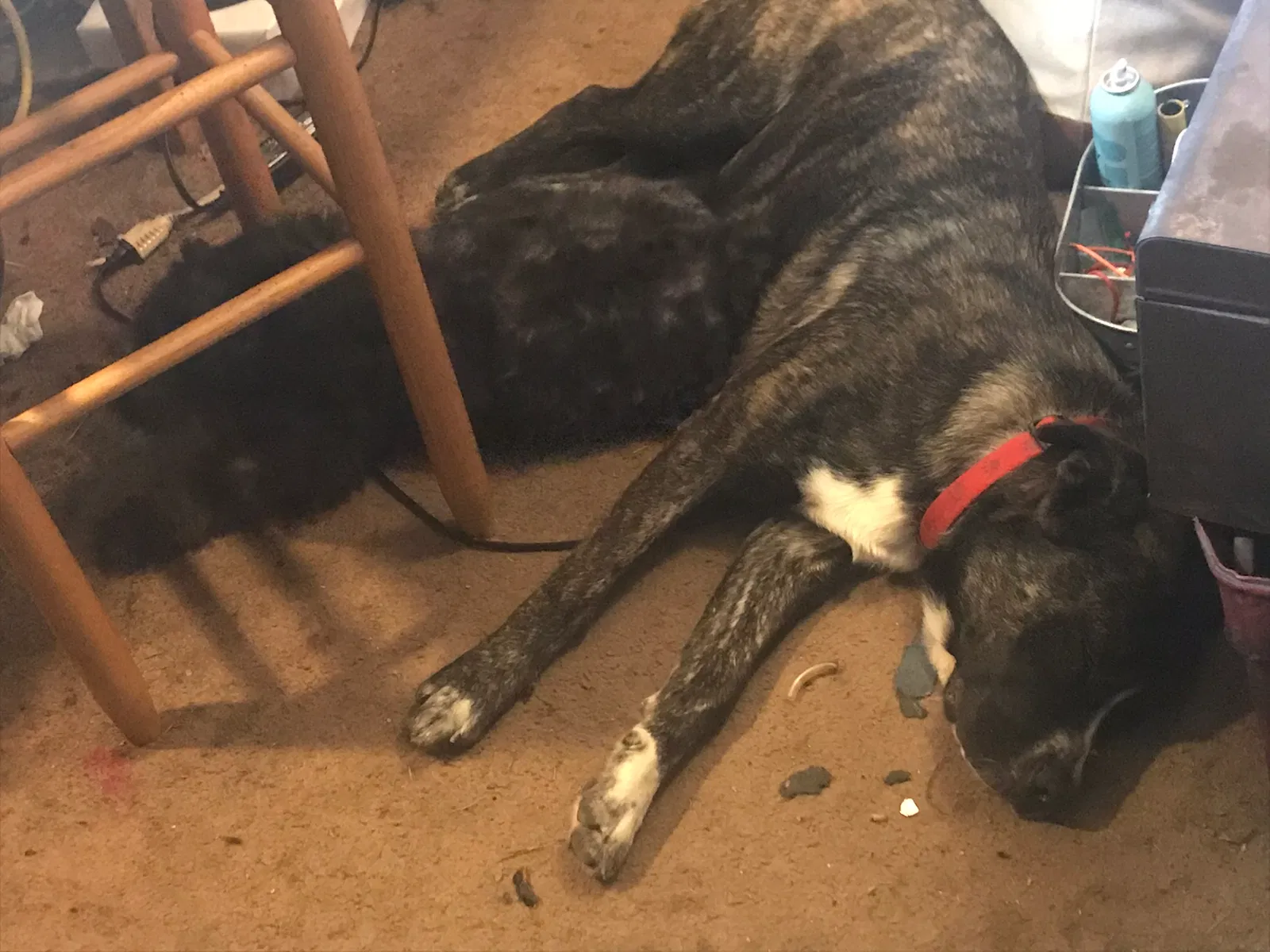 Lost dog in Fort Towson, OK, 74735
