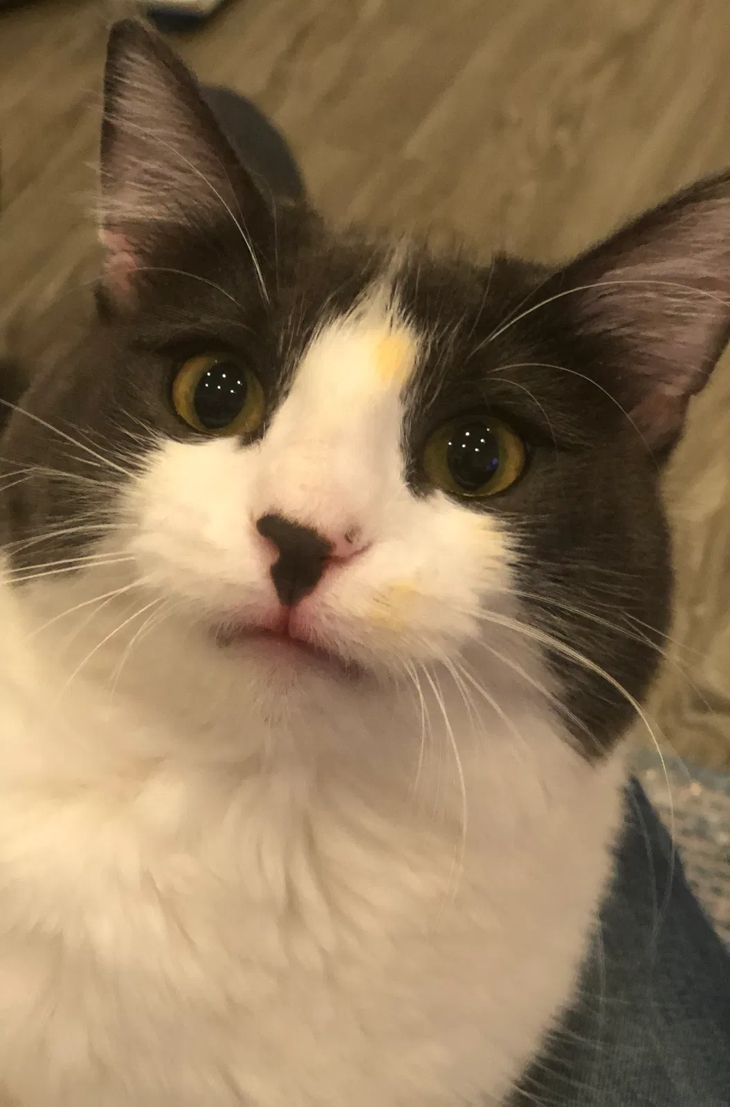 Lost cat in Culver City, CA, 90232
