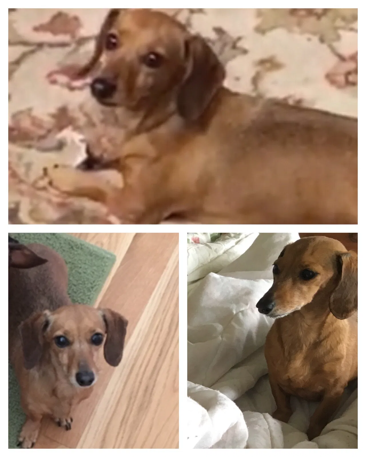 Lost dog in Morning View, KY, 41063