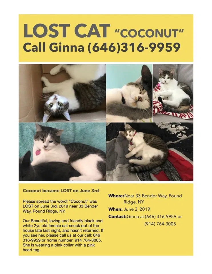 Lost cat in Pound Ridge, NY, 10576