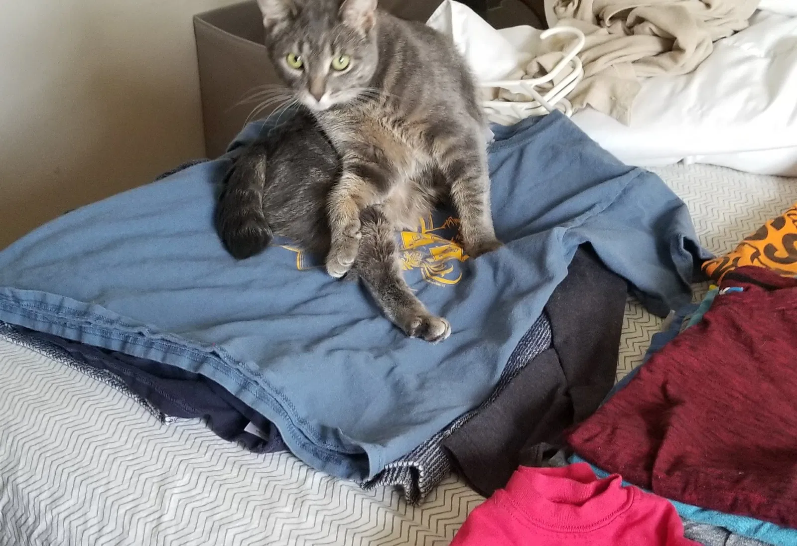 Lost cat in Brighton, MI, 48116