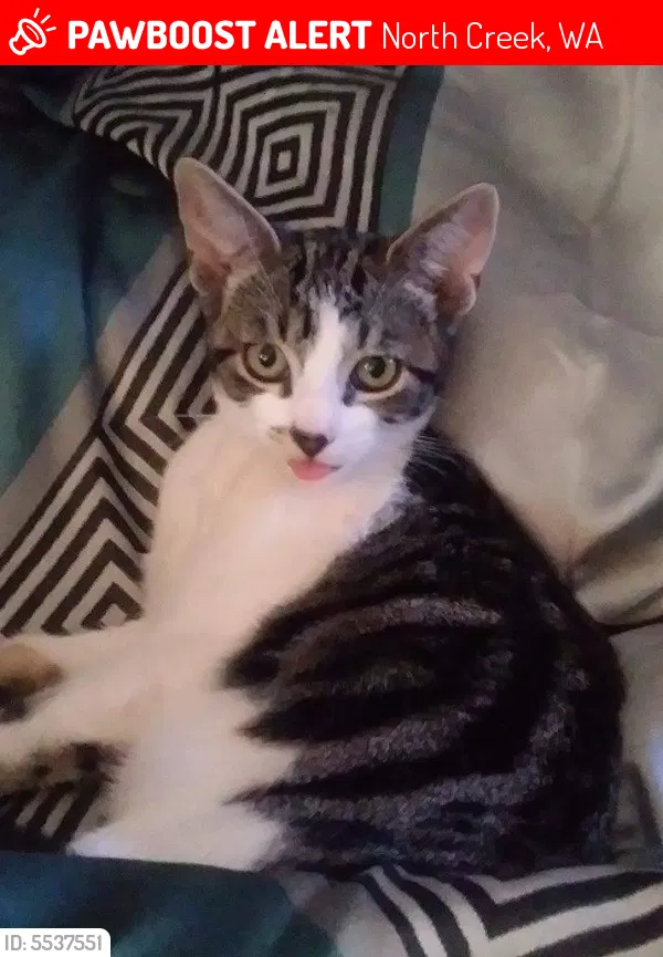 Lost cat in Bothell, WA, 98012
