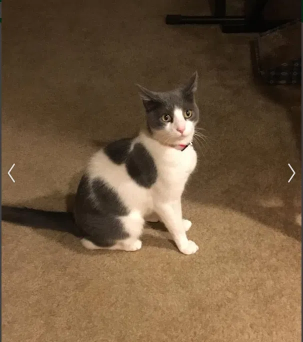Lost cat in Fair Oaks, CA, 95628